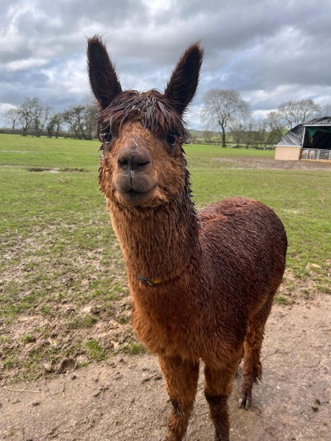 Rustic Retreats Jacks Cottage With Hot Tub & Alpaca Walking Experiences Matlock  Bagian luar foto